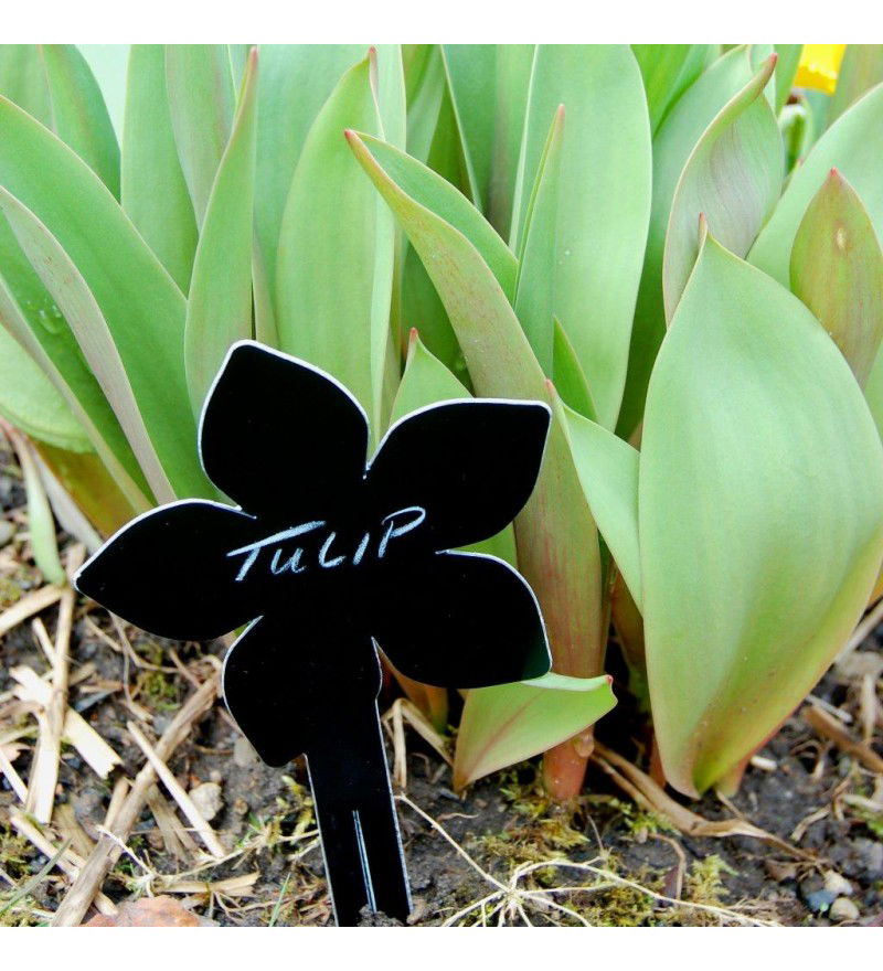 Etykiety do roślin FORGET ME NOT Blue Marmalade - zestaw 10 szt.