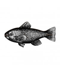 Dekoracja Ryba Casablanca MIHO